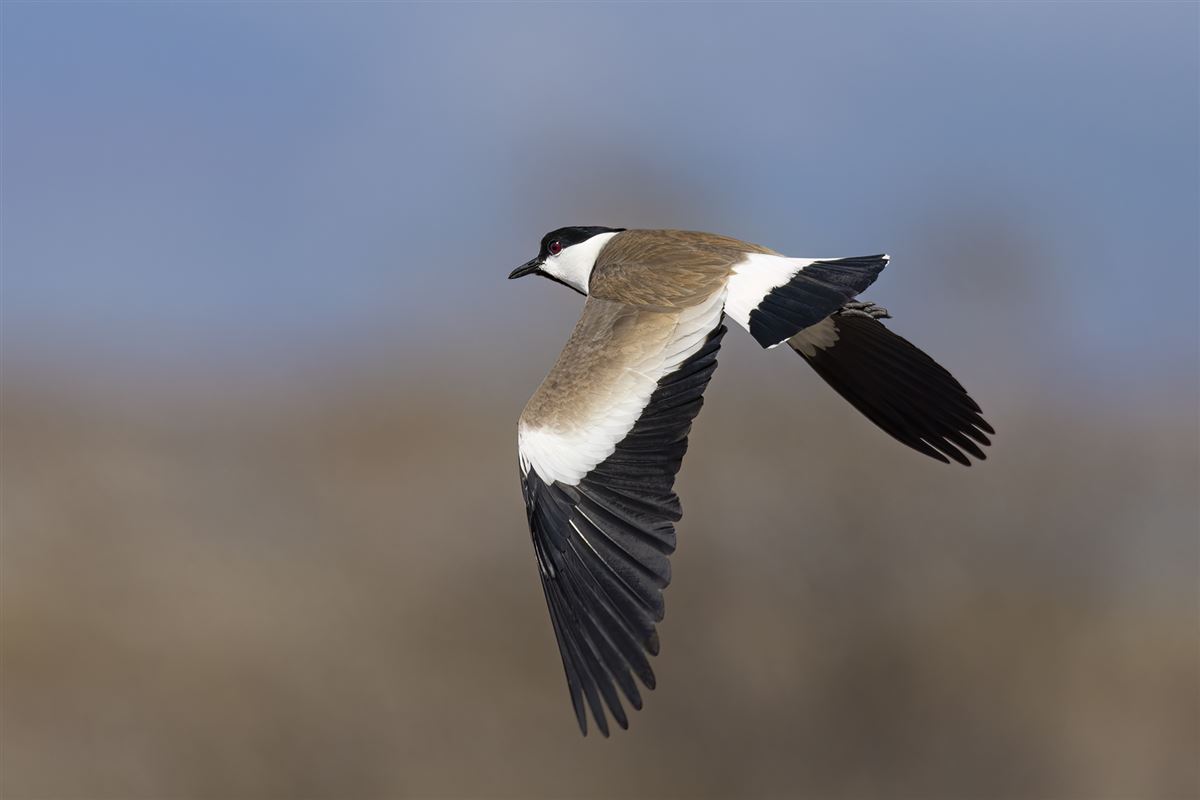 Spur-winged Lapwing