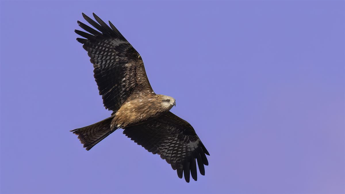 Black Kite