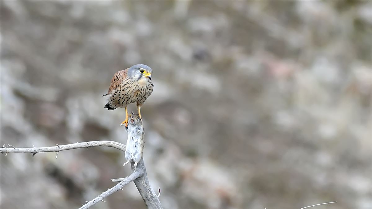 Common Kestrel