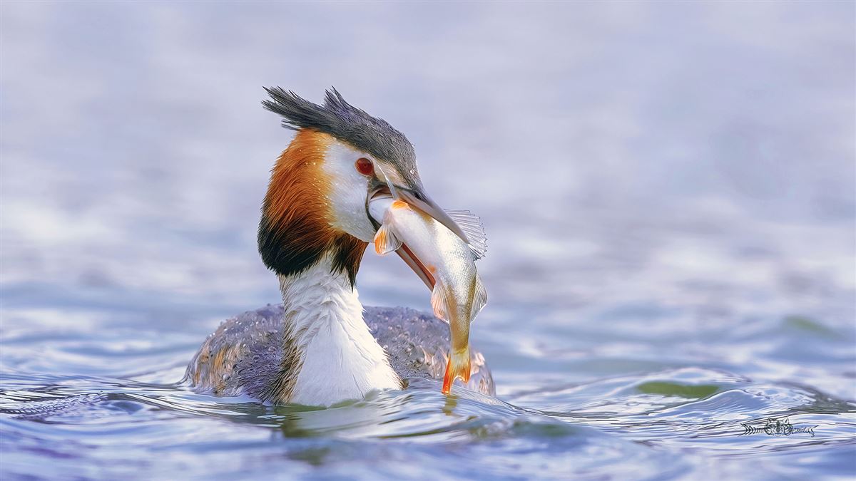 Great Crested Grebe