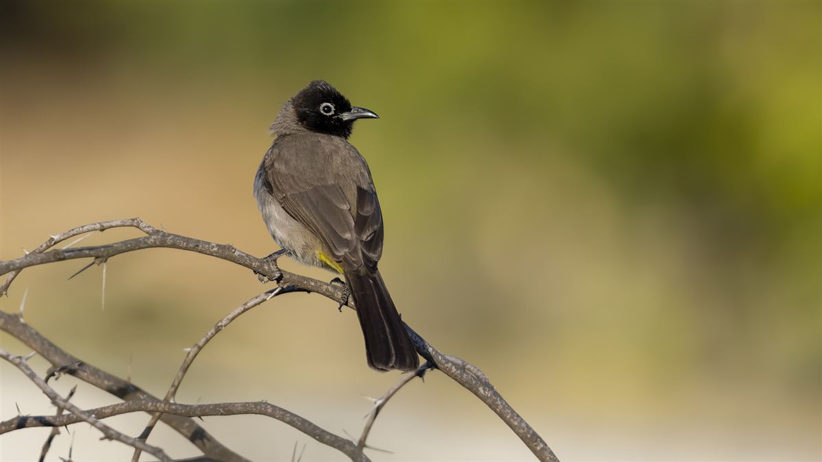 White-spectacled Bulbul