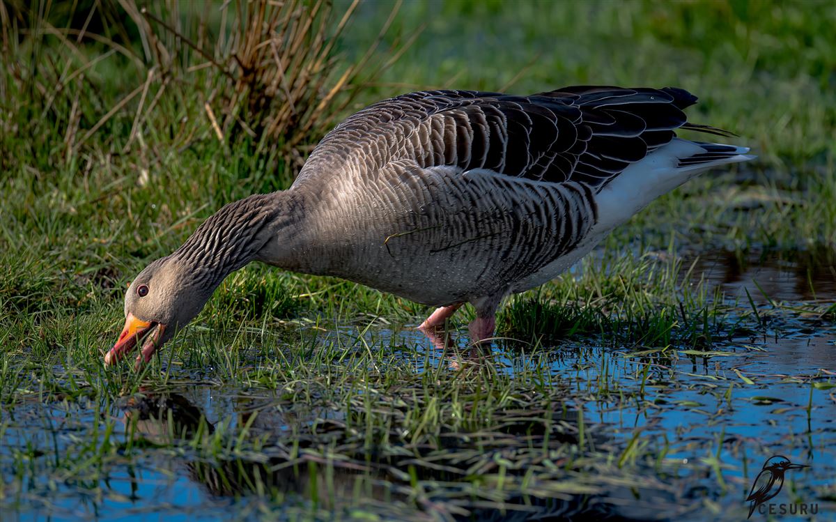 Greylag Goose