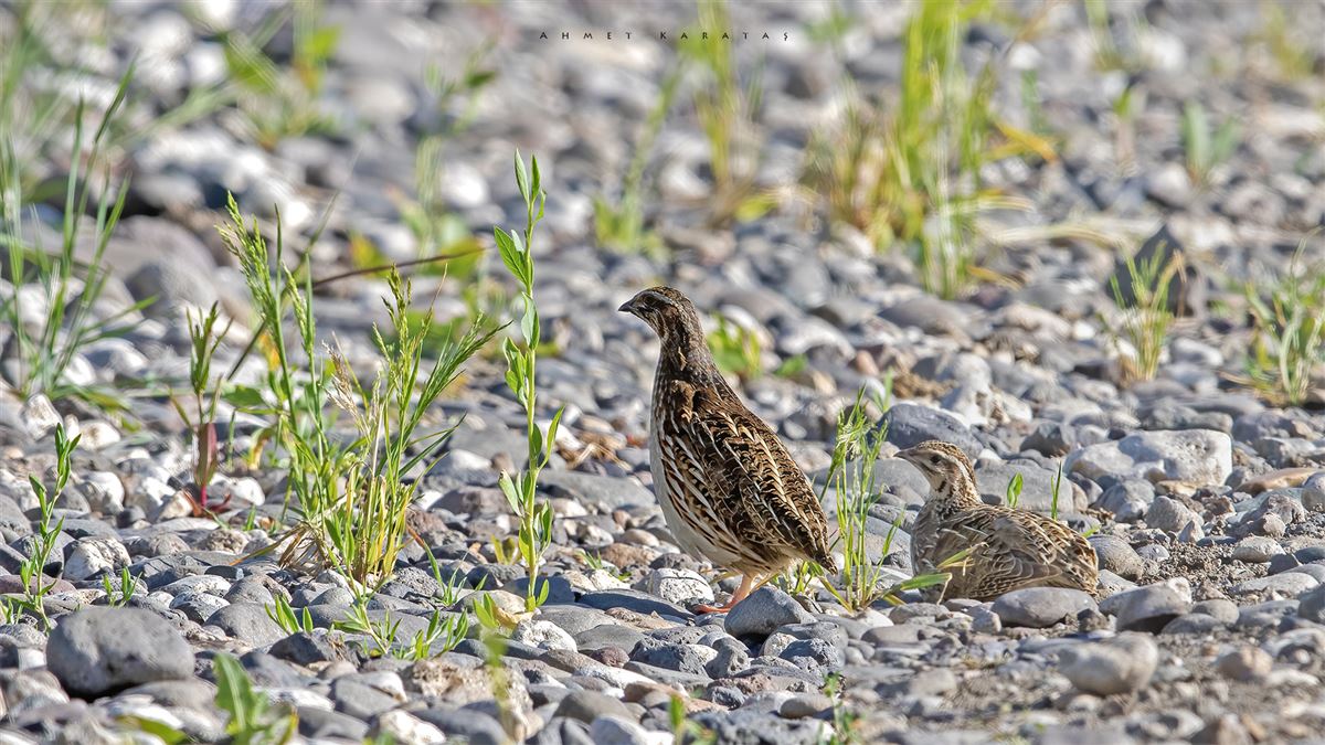 Common Quail