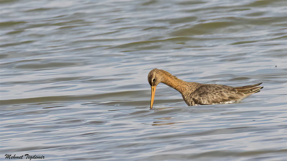 Black-tailed Godwit