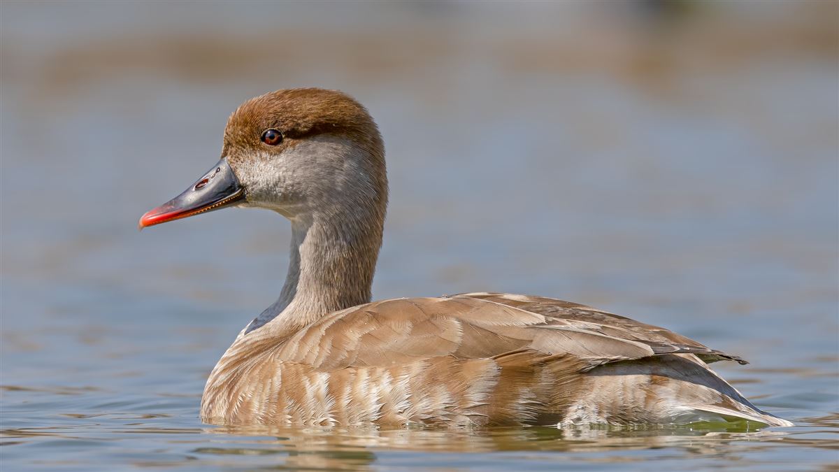 Red-crested Pochard