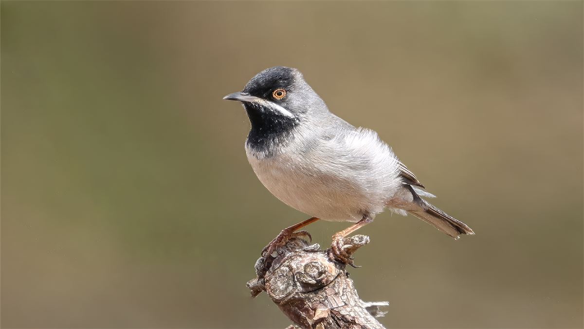 Rüppell`s Warbler