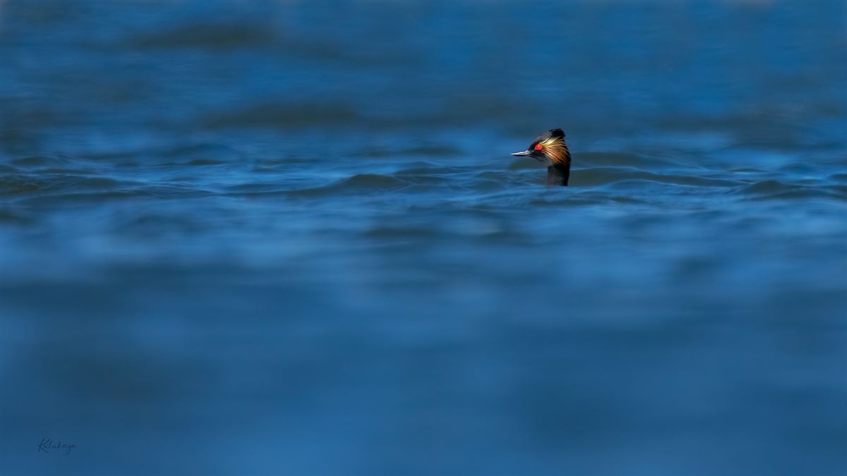 Black-necked Grebe