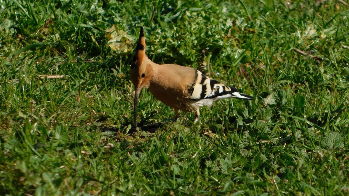 Common Hoopoe