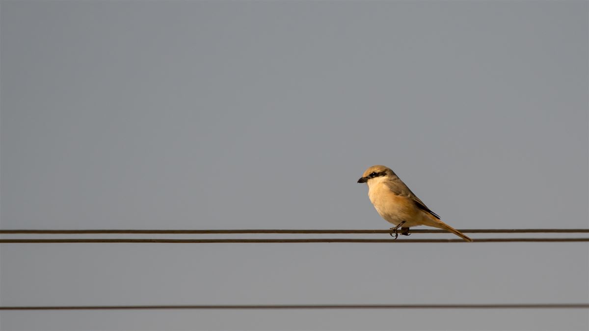 Isabelline Shrike