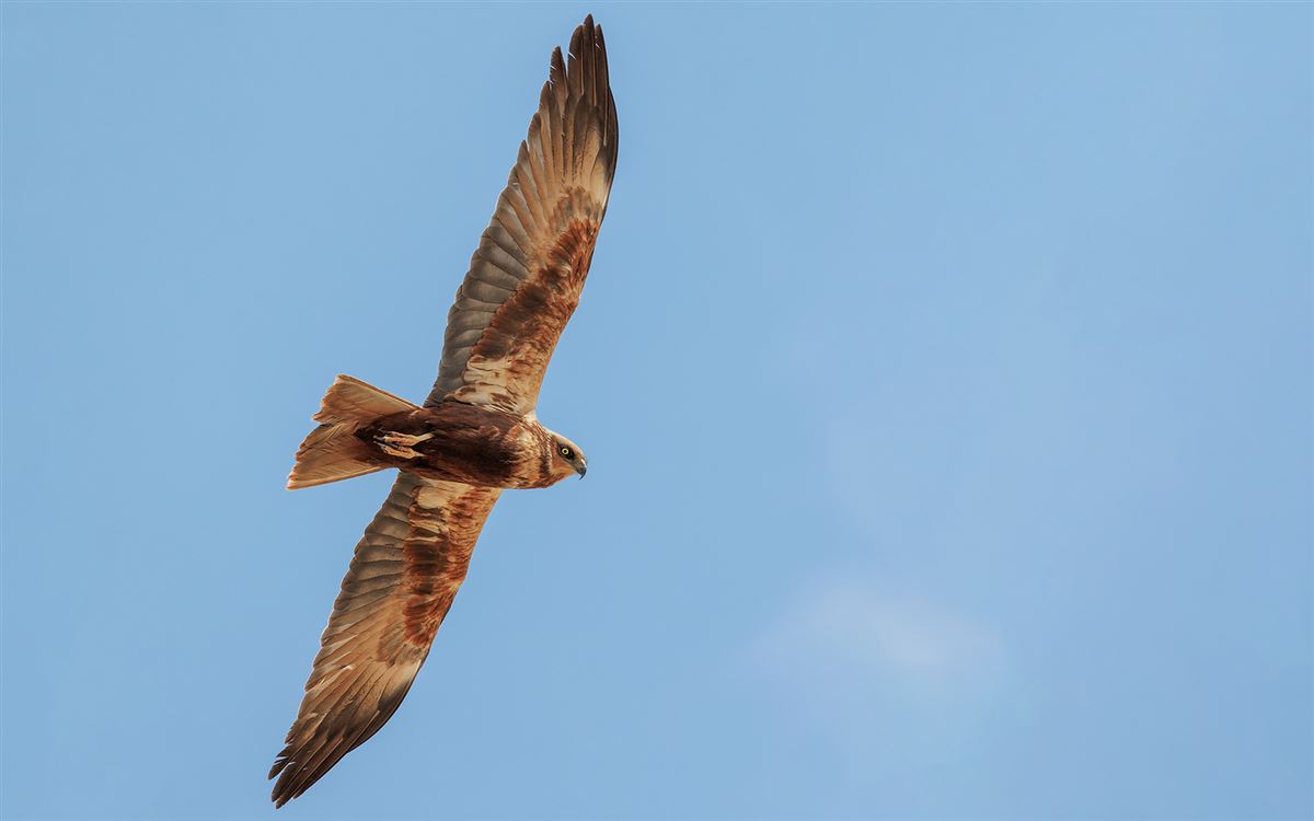 Western Marsh Harrier
