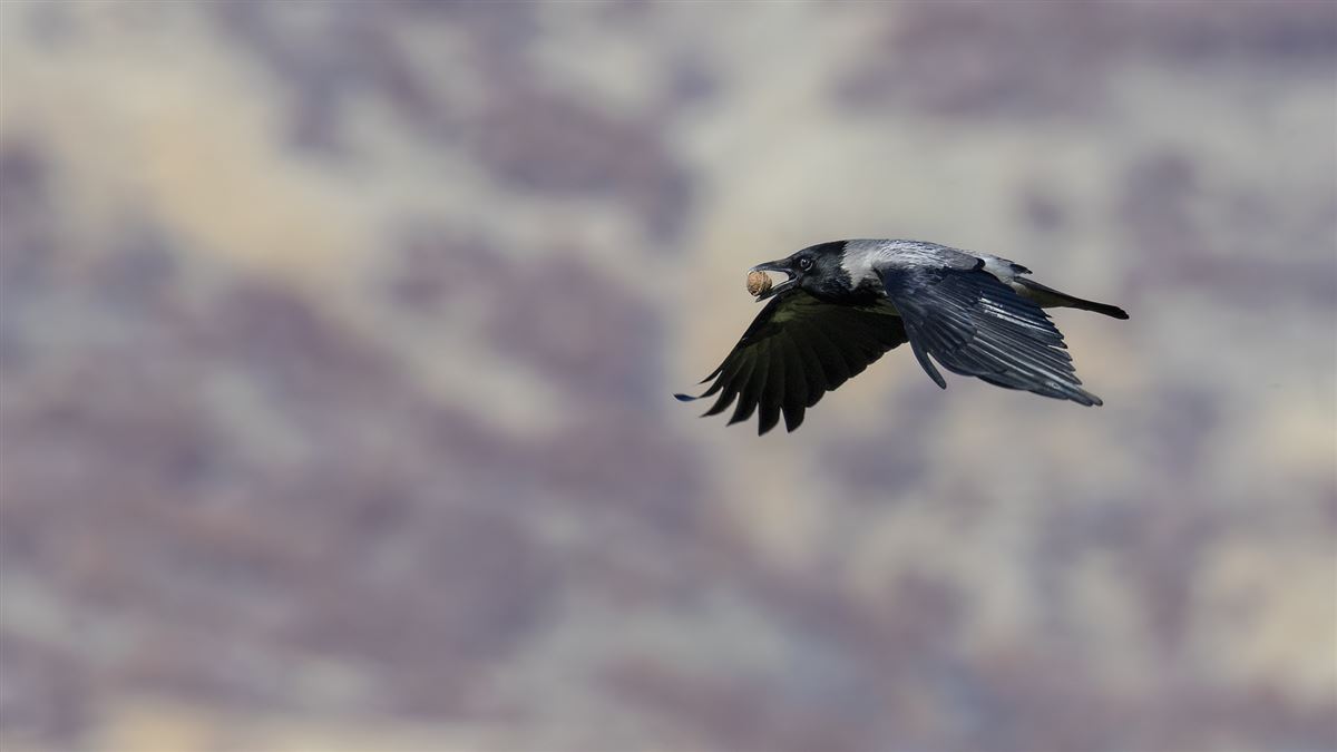 Hooded Crow