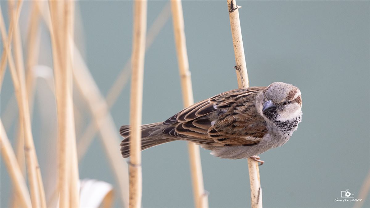 House Sparrow
