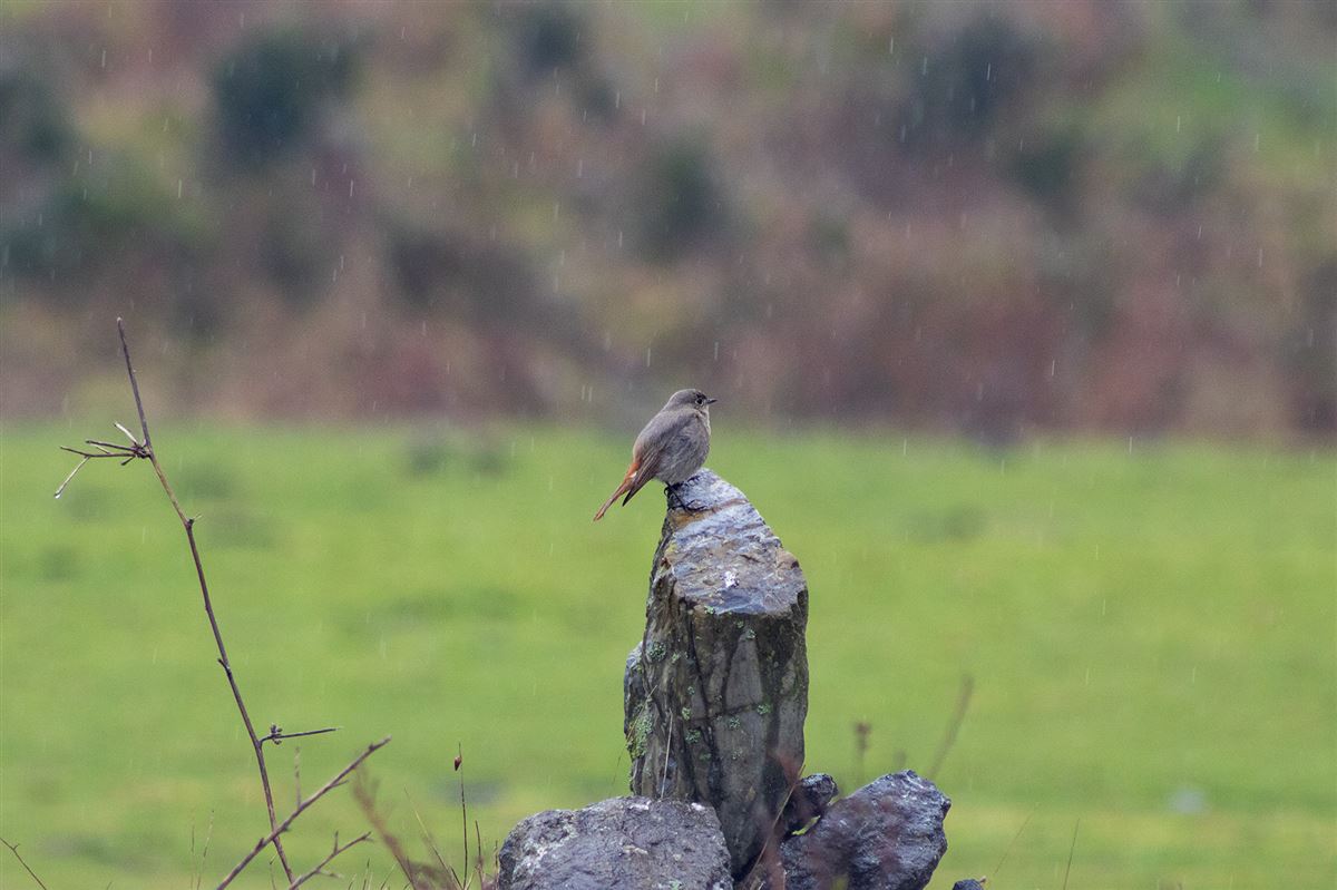 Black Redstart
