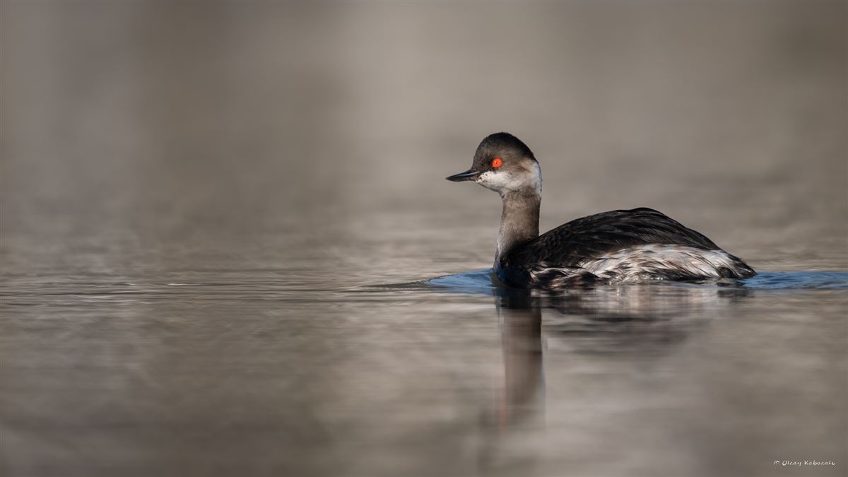 Black-necked Grebe