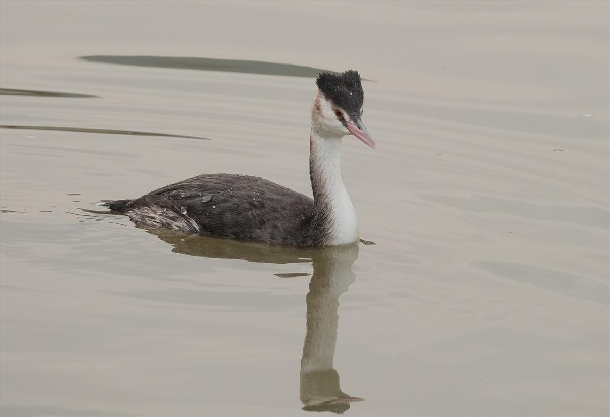Great Crested Grebe