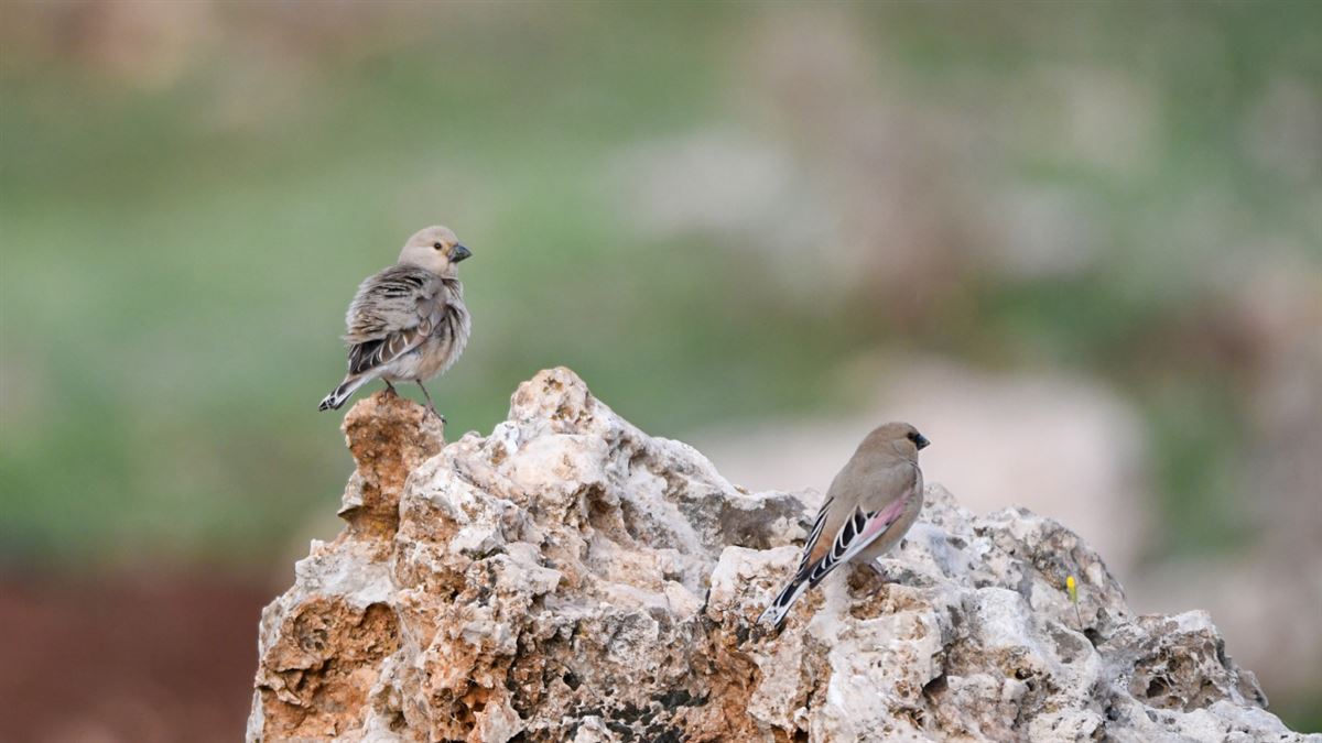 Desert Finch