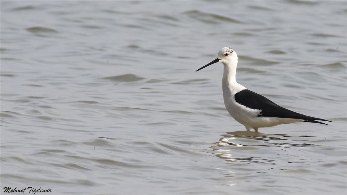 Black-winged Stilt