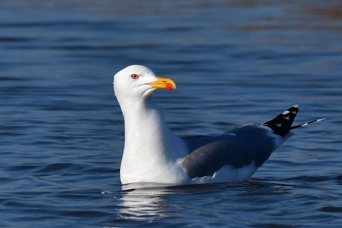 Yellow-legged Gull