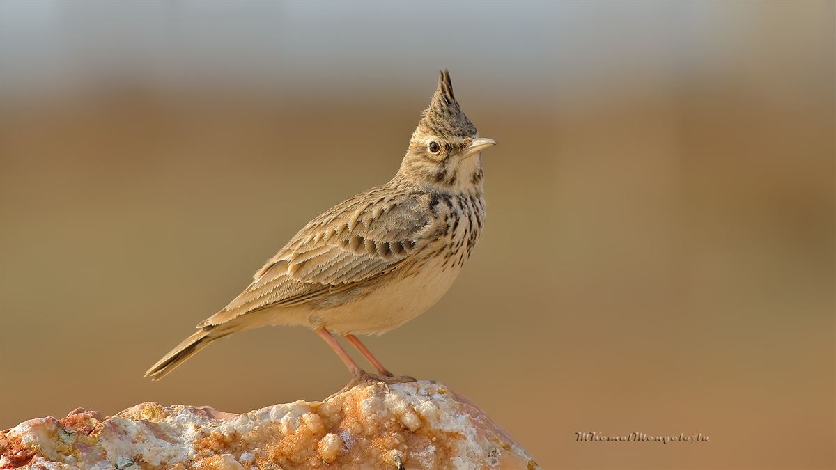 Crested Lark