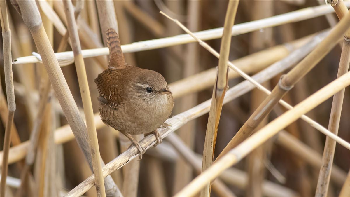 Eurasian Wren