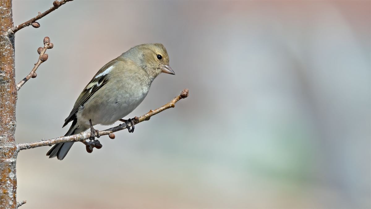 Eurasian Chaffinch