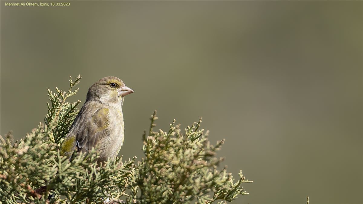 European Greenfinch
