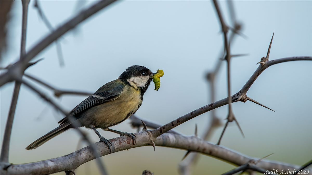 Büyük baştankara