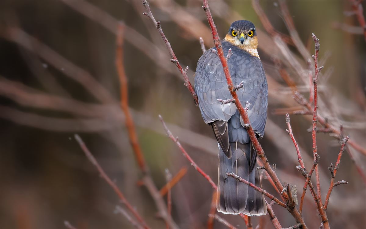 Eurasian Sparrowhawk