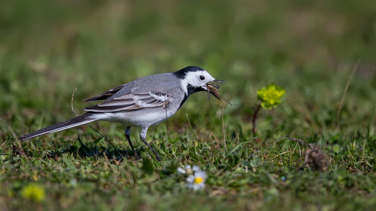 White Wagtail
