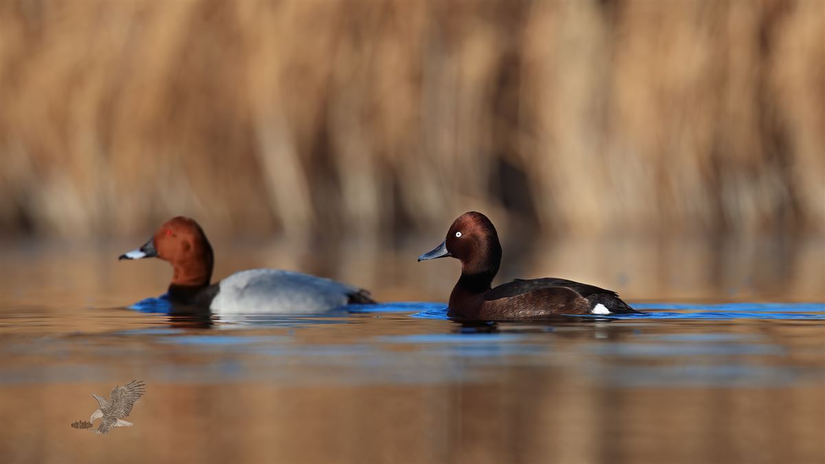 Common Pochard