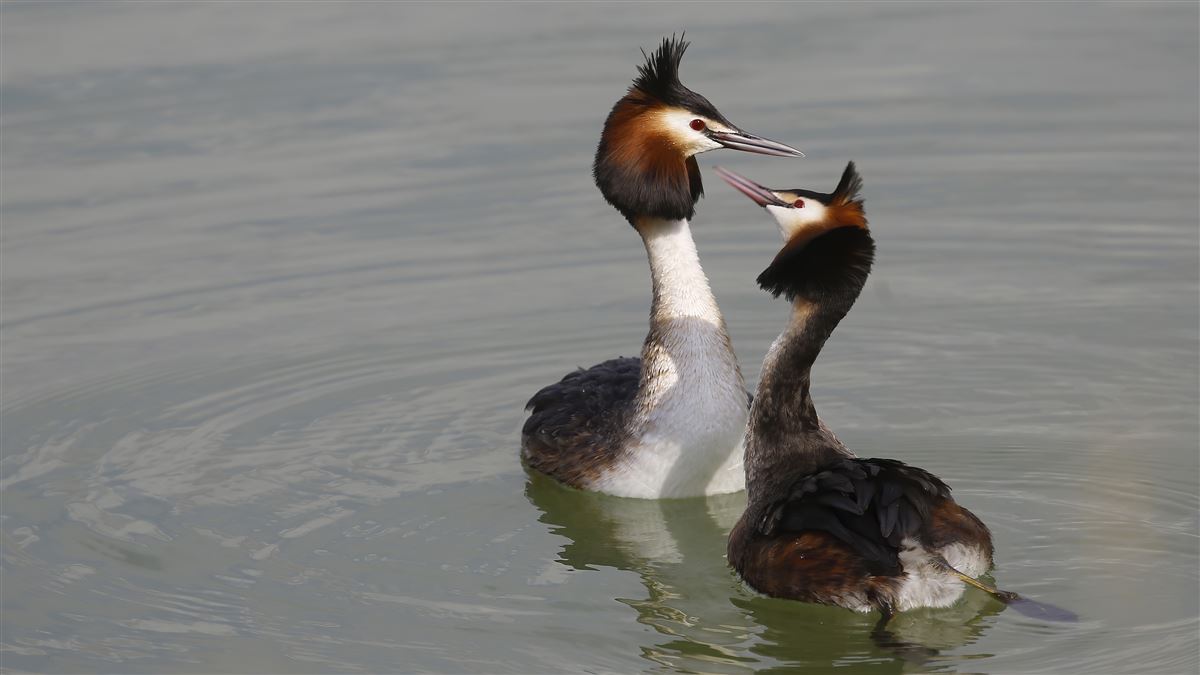 Great Crested Grebe