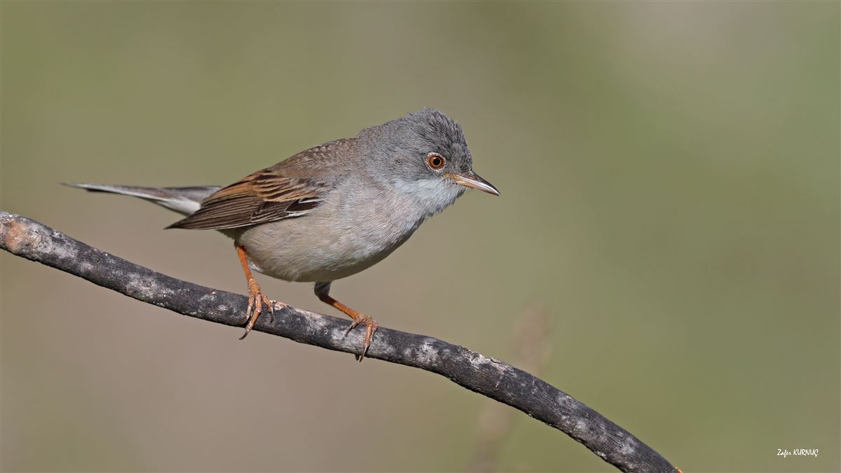 Common Whitethroat