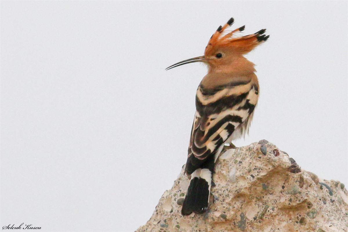 Common Hoopoe