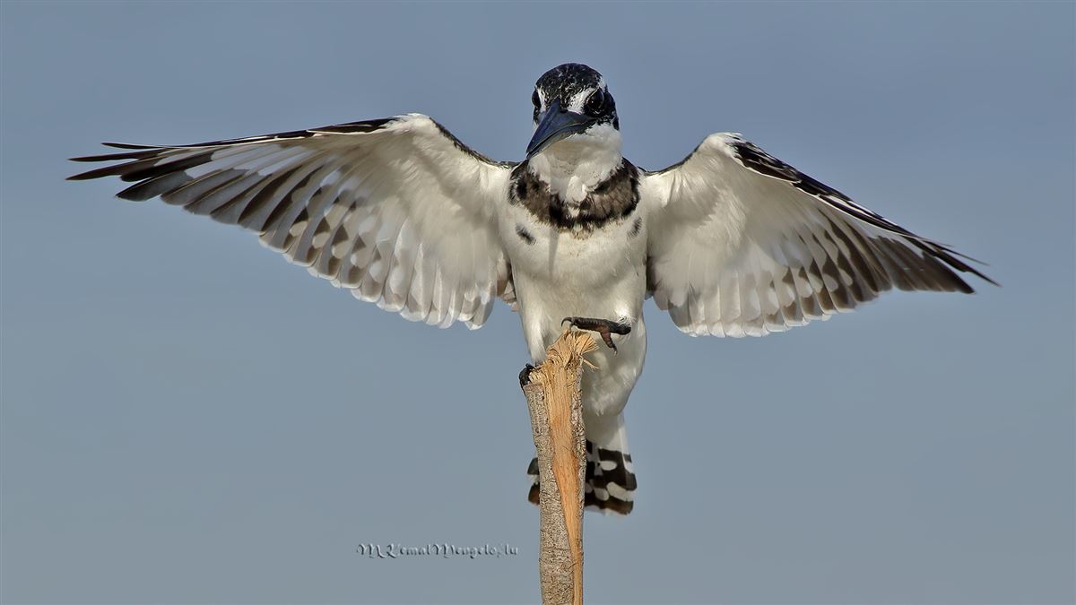 Pied Kingfisher