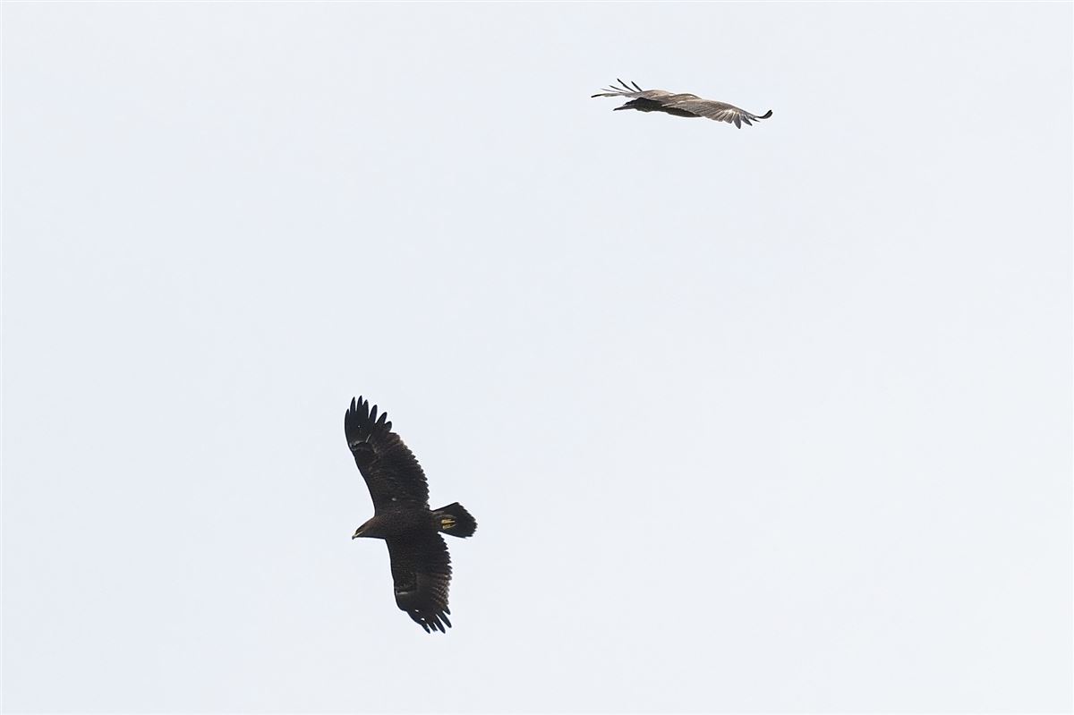 Lesser Spotted Eagle