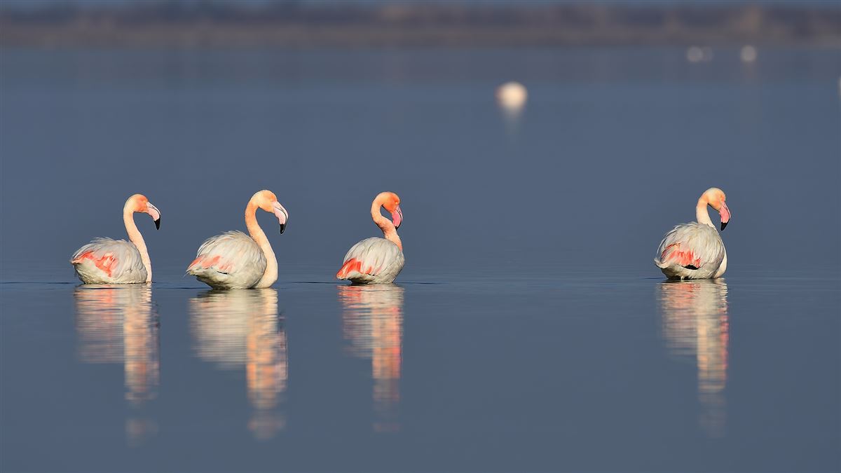 Greater Flamingo