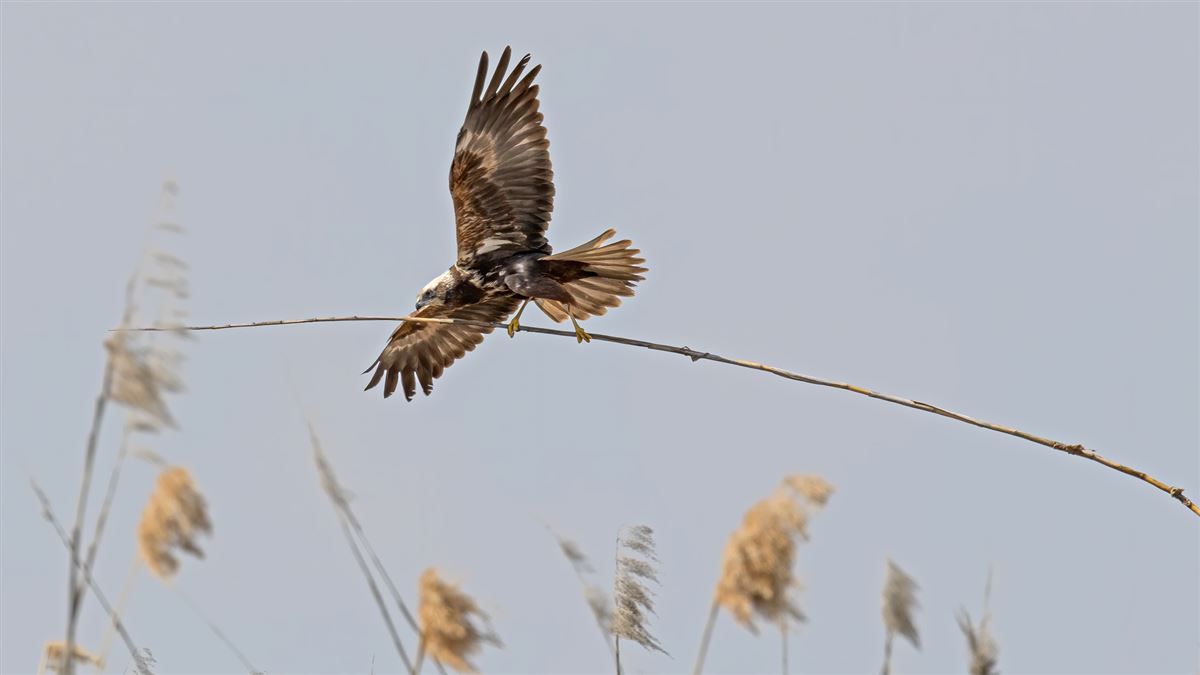 Western Marsh Harrier