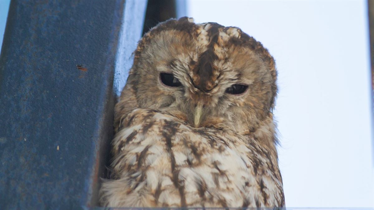 Tawny Owl