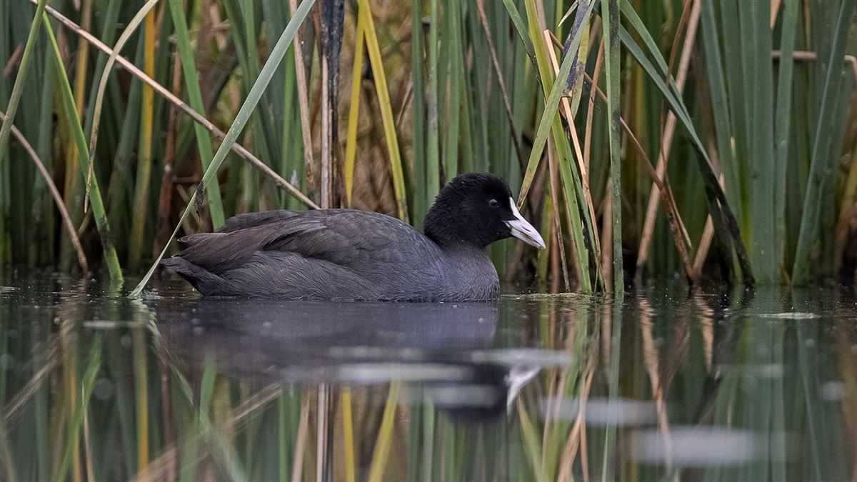 Eurasian Coot
