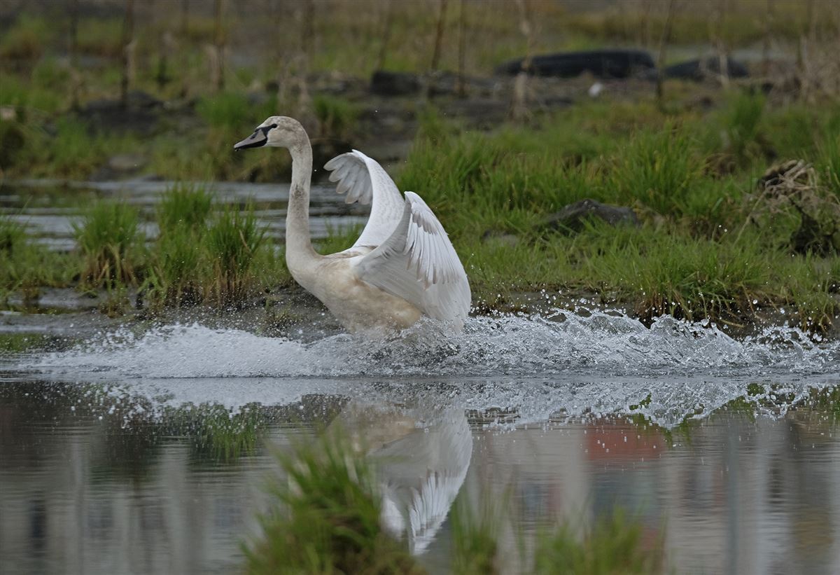 Mute Swan
