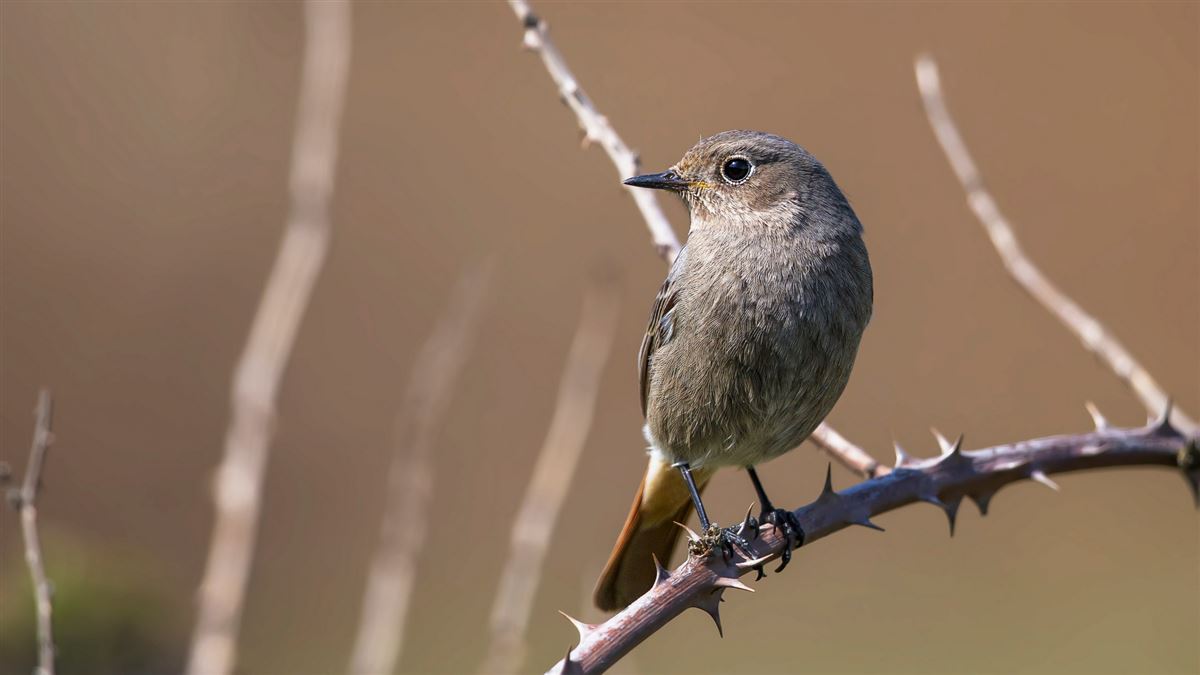 Black Redstart