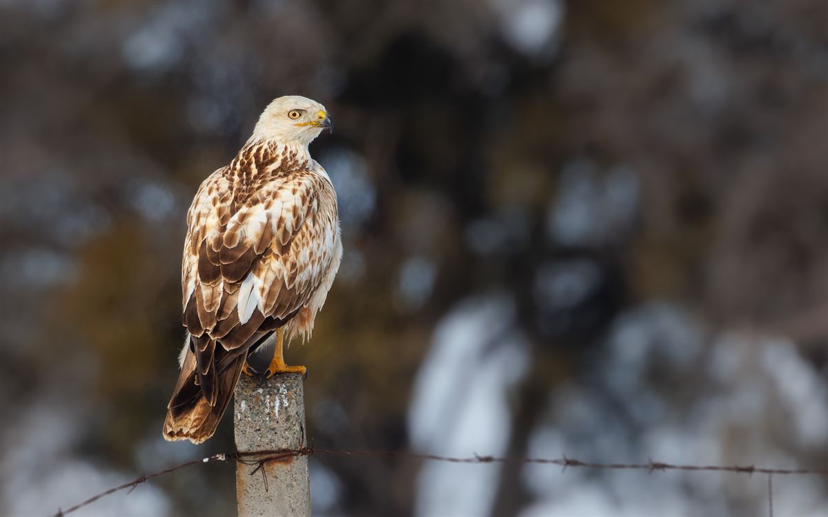 Long-legged Buzzard