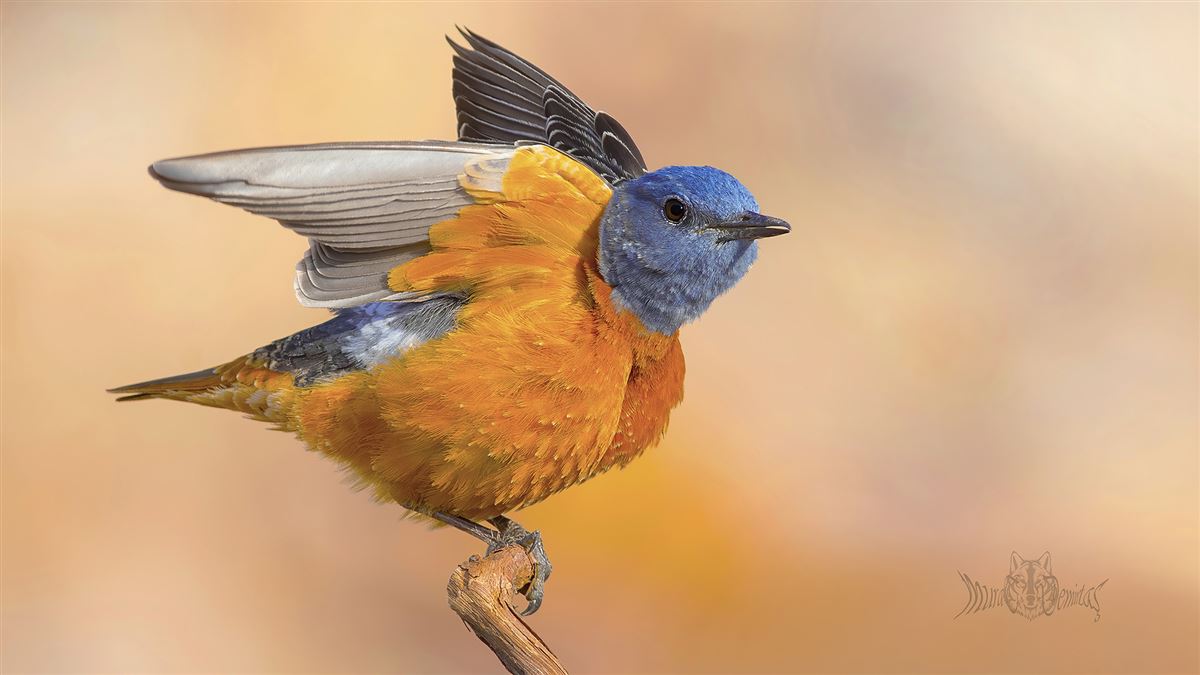 Common Rock Thrush