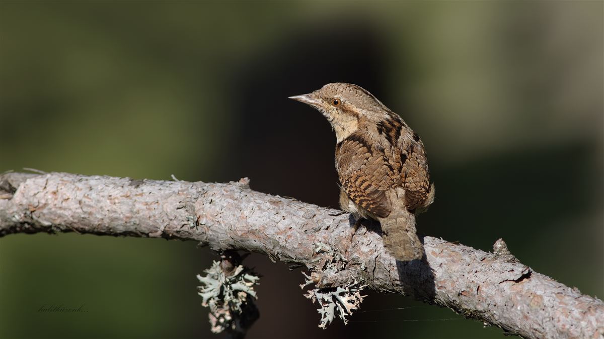Eurasian Wryneck