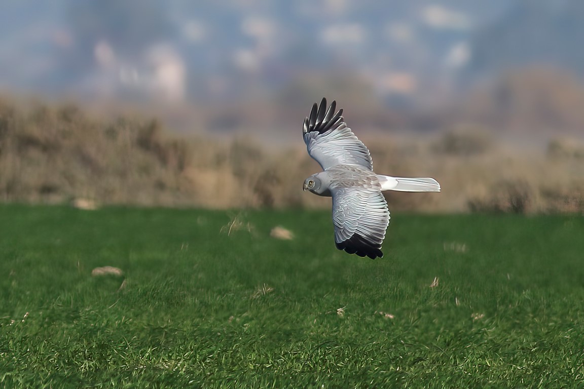 Hen Harrier