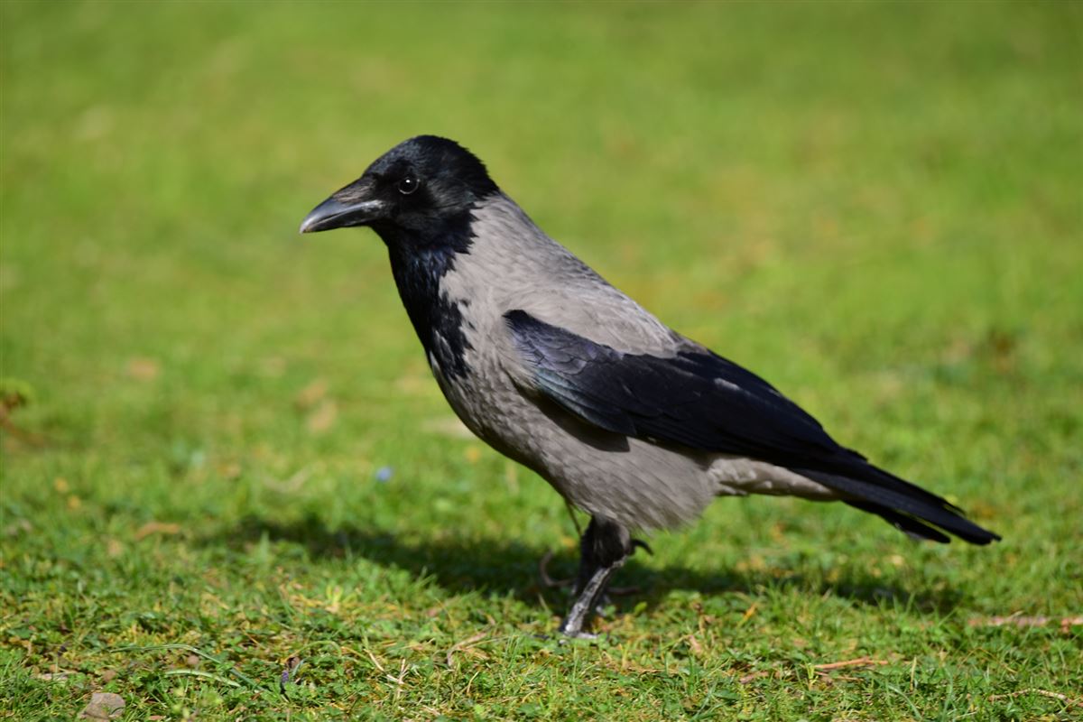 Hooded Crow