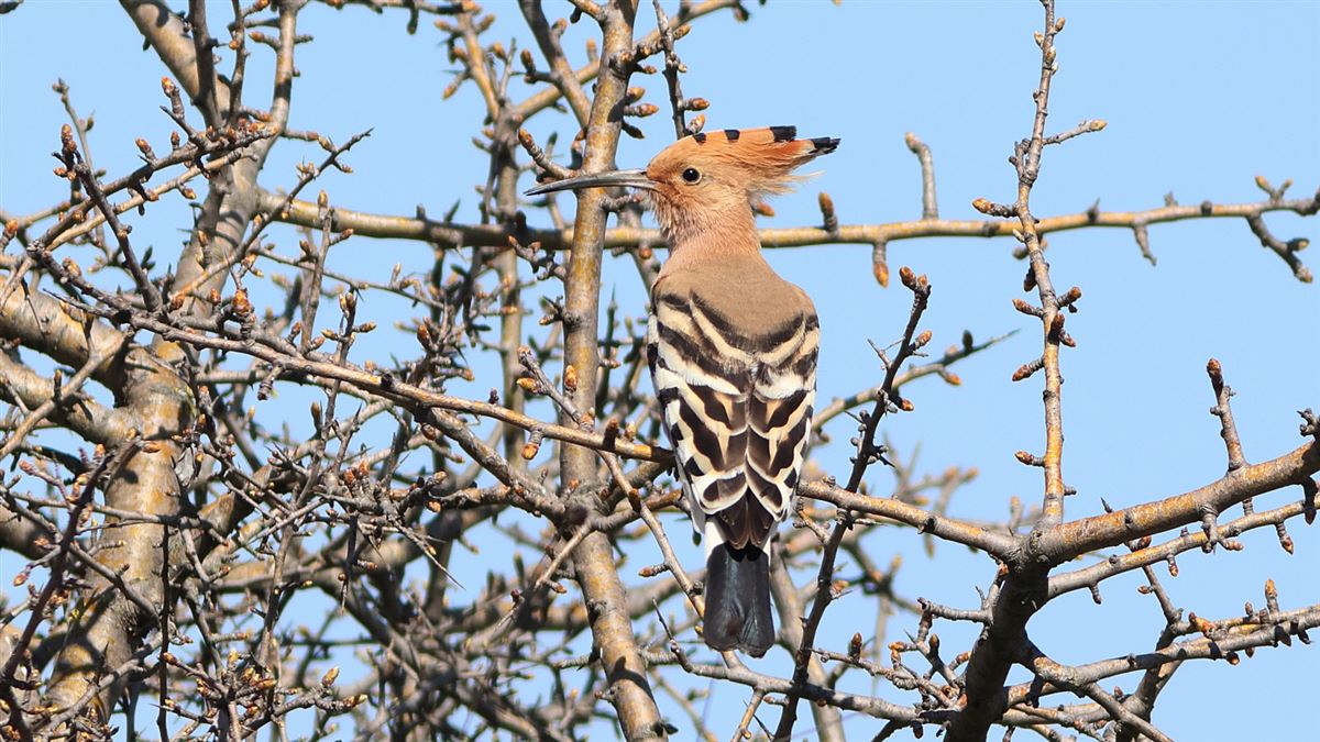 Common Hoopoe