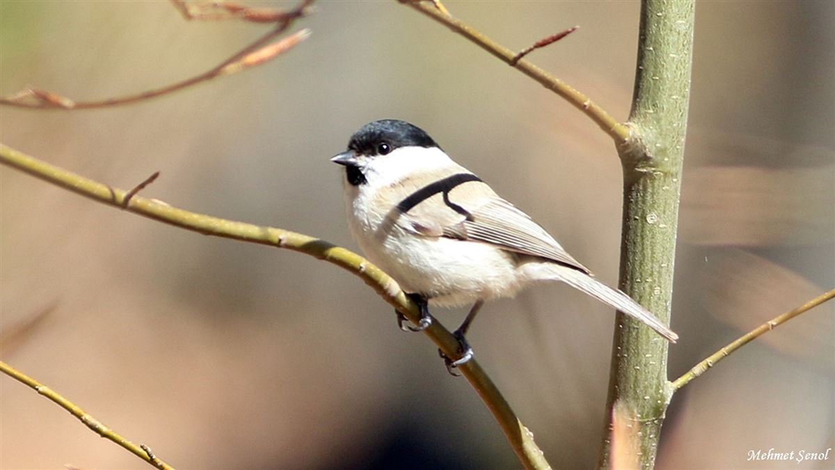 Marsh Tit