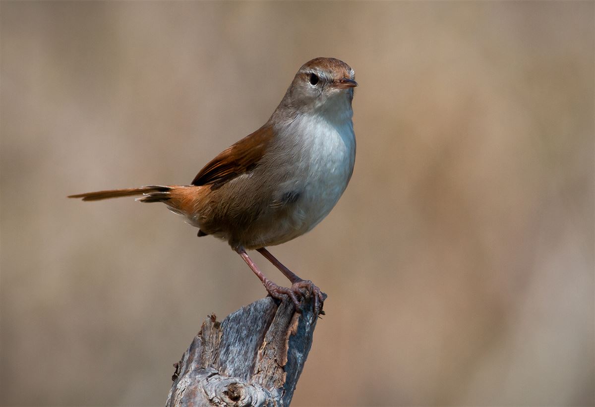 Cetti`s Warbler