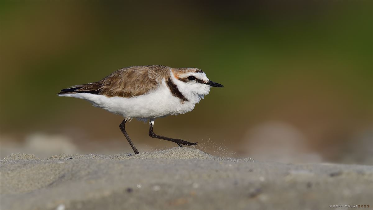 Kentish Plover